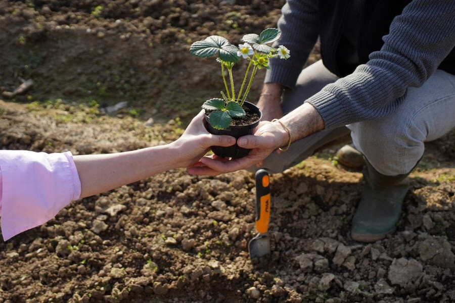 garden hand tool - transplanter trowel