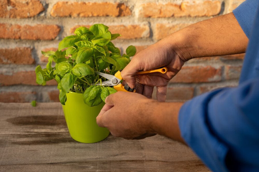 manual pruning shear and saw - pruning snips