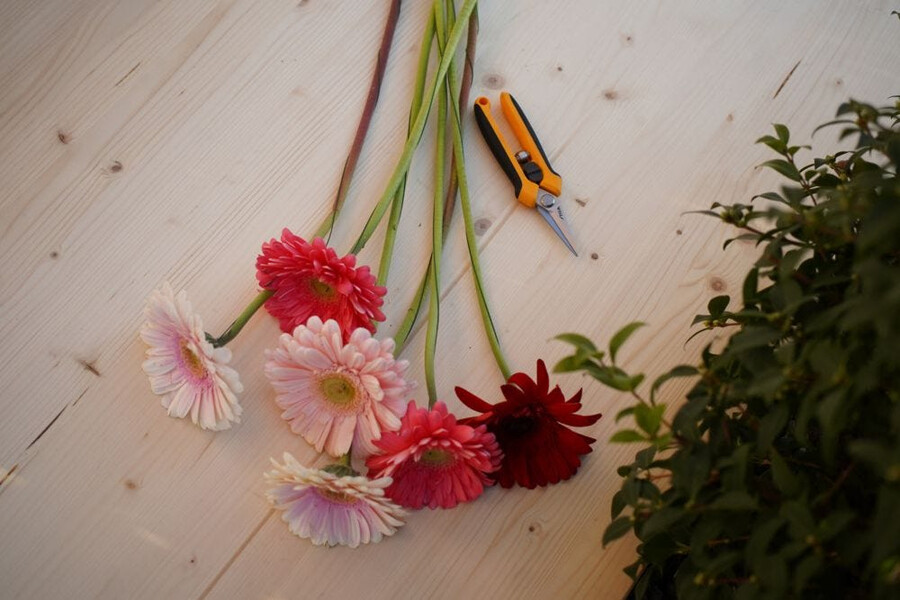 manual pruning shear and saw - pruning snips