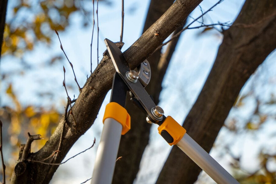 manual pruning shear and saw - anvil lopper